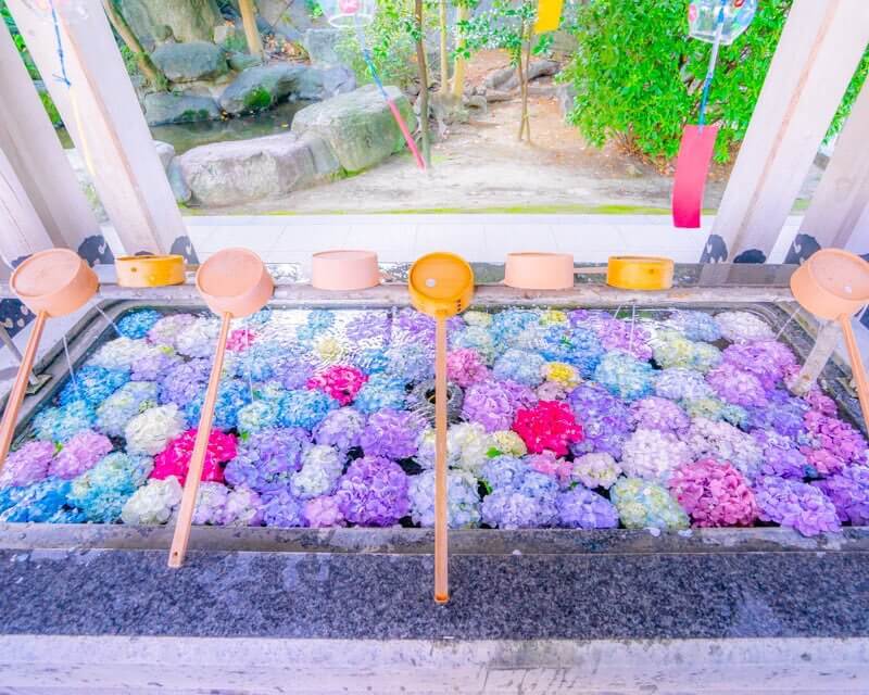 福岡 春日神社の紫陽花はいつまで 手水舎の水に浮かぶ色とりどりの花手水が綺麗すぎる