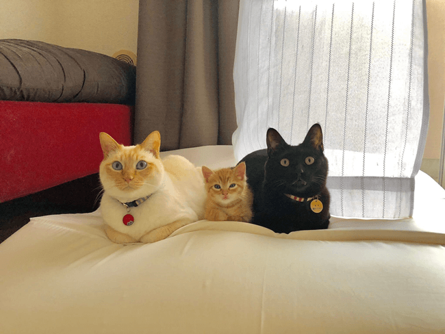 3匹の猫ちゃんず